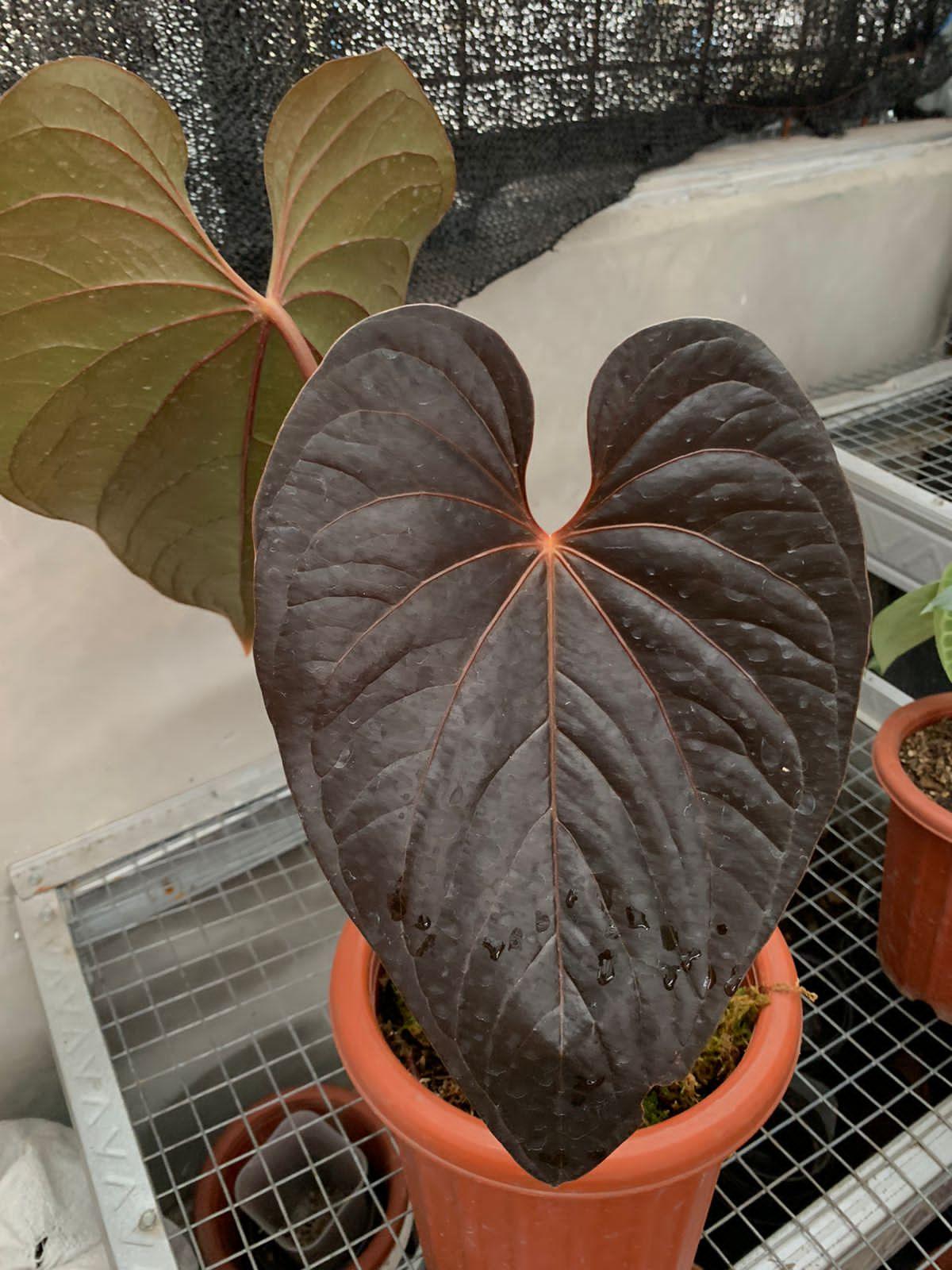 Anthurium queen of heart - Indonesia Plant
