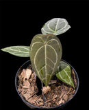 Anthurium silver x forgeti - Indonesia Plant