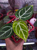 Anthurium variegated - Indonesia Plant