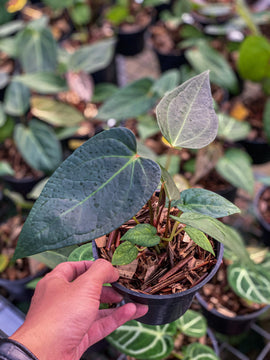Anturium velvet moira - Indonesia Plant