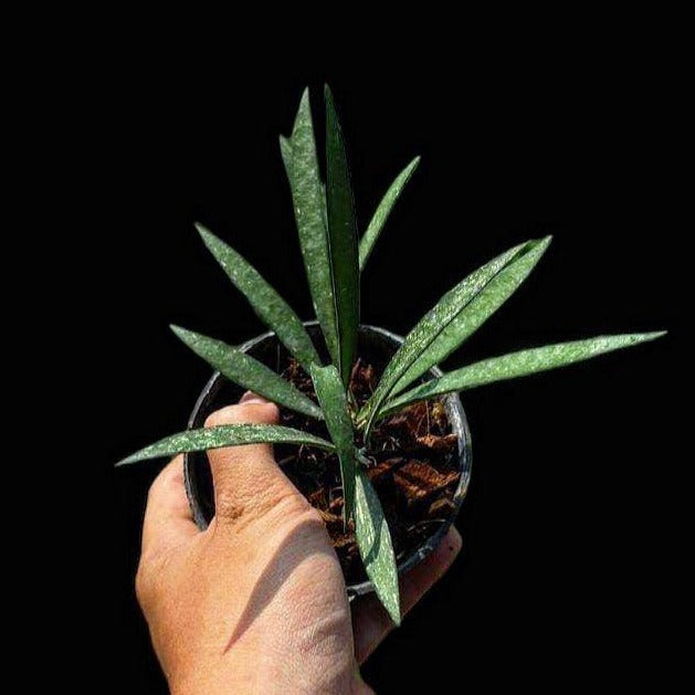 Hoya Aff aicularis - Indonesia Plant