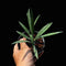 Hoya Aff aicularis - Indonesia Plant