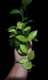 Hoya amarilo - Indonesia Plant