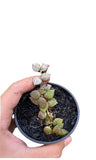 Hoya boncei - Indonesia Plant