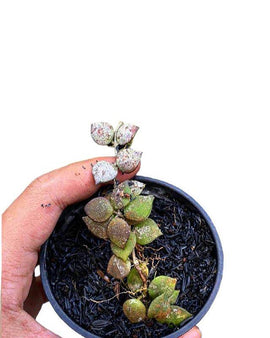 Hoya boycei - Indonesia Plant