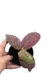 Hoya buntok red - Indonesia Plant