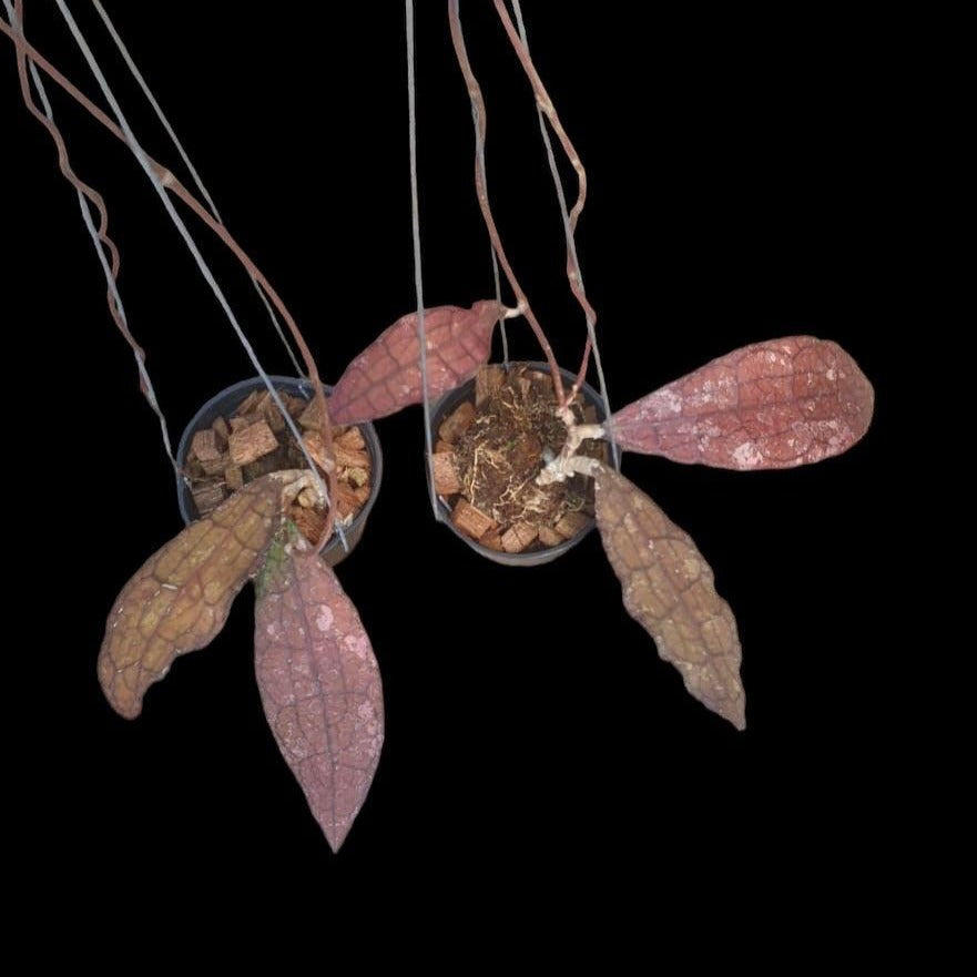 Hoya clemetsinorum red - Indonesia Plant