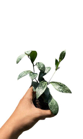 Hoya green splash sp - Indonesia Plant