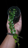 Hoya Im 08 - Indonesia Plant