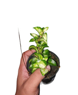 Hoya lacunosa bruno - Indonesia Plant