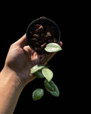 Hoya lacunosa mini coin - Indonesia Plant