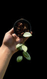 Hoya mini coin sp - Indonesia Plant