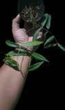 Hoya paradisea - Indonesia Plant