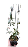 Hoya sigitalis - Indonesia Plant