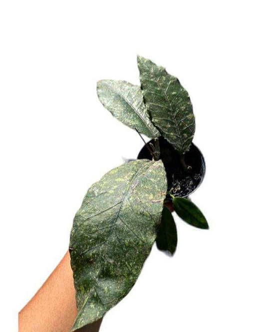 Hoya sp aceh - Indonesia Plant