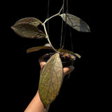 Hoya tangamus red - Indonesia Plant