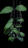 Hoya vitellina sp lampung - Indonesia Plant