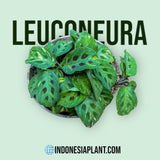 Marantha leuconeura - Indonesia Plant
