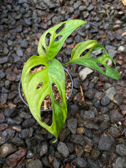 Monstera adansoni yellow variegated - Indonesia Plant