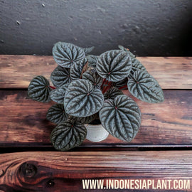 Peperomia caperata - Indonesia Plant