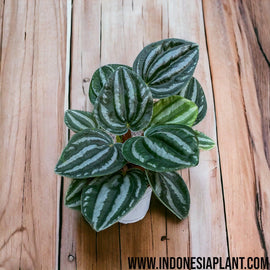Peperomia water melon - Indonesia Plant