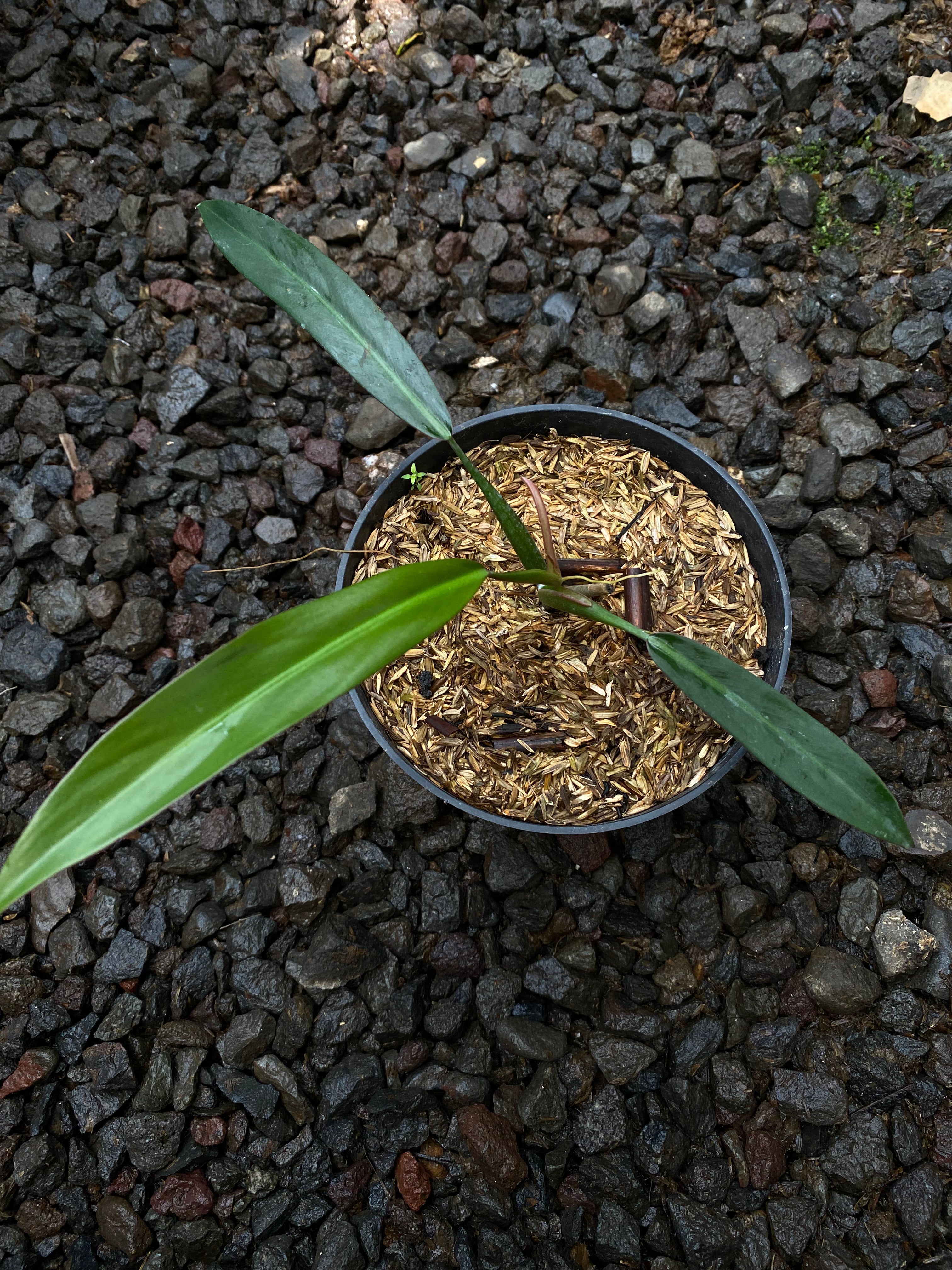 Philodendron bicolor - Indonesia Plant