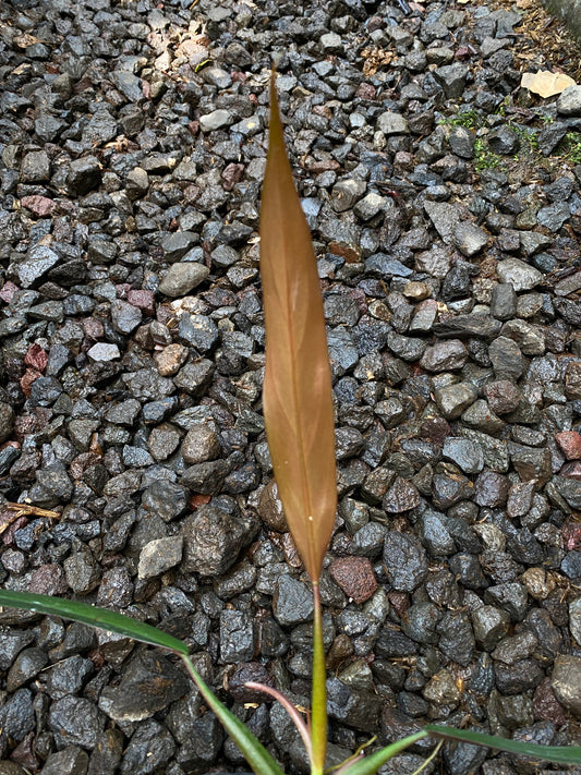 Philodendron bicolor - Indonesia Plant