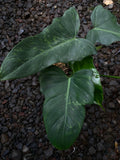 Philodendron dragon variegated - Indonesia Plant