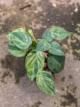 Philodendron hederaceum variegated - Indonesia Plant