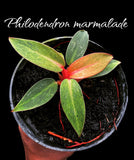 Philodendron marmalade - Indonesia Plant