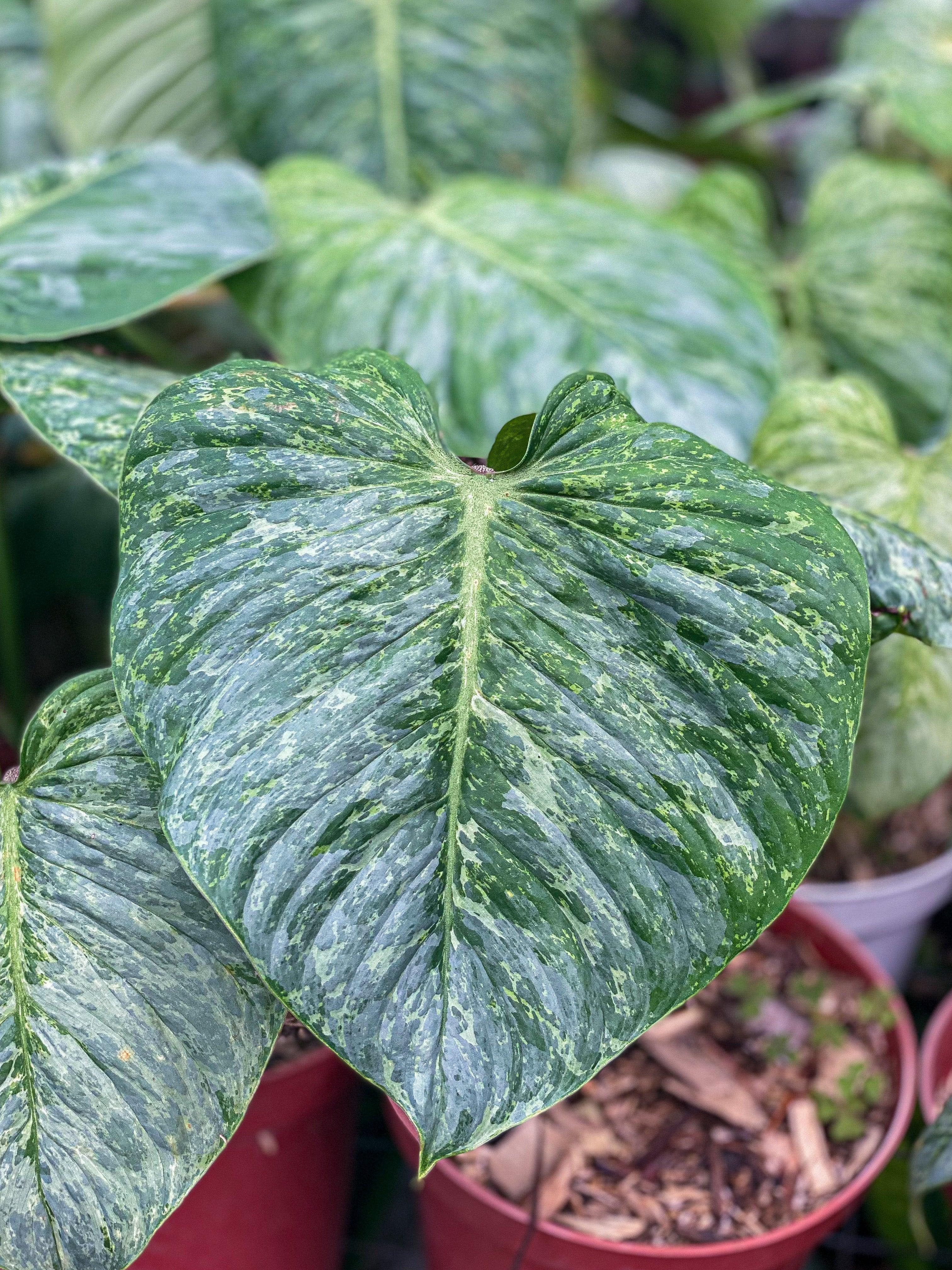Philodendron sudiroi variegated - Indonesia Plant