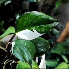 Philodendron white wizard - Indonesia Plant