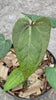Anthurium papillilaminum variegated - live sale 146