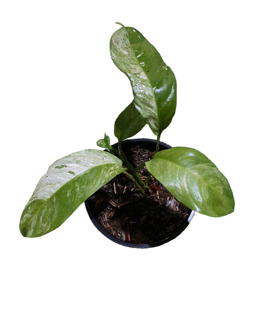Rhapidophora puberula - Indonesia Plant