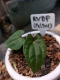 Anthurium Red Vein Dark Phoenix RVDP - Live Sale