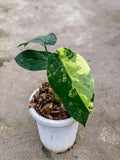 Syngonium Chiapense variegated - Indonesia Plant