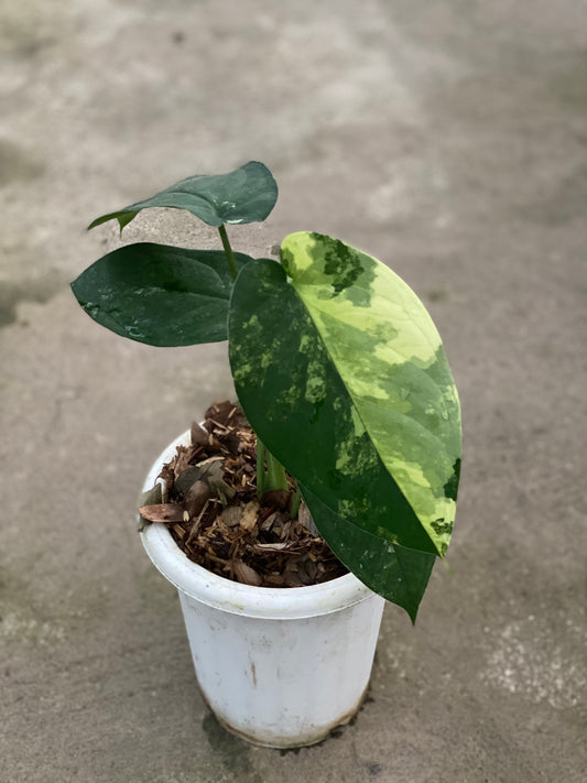 Syngonium Chiapense variegated - Indonesia Plant