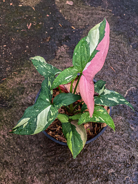 Syngonium red spot 3 color - Indonesia Plant