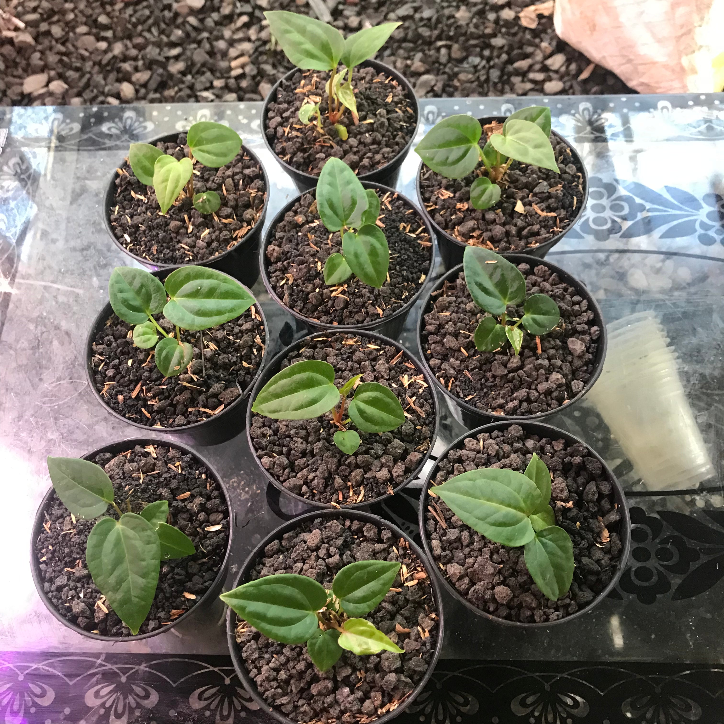 10 Seed Anthurium Papillilaminum X Luxurians - Indonesia Plant