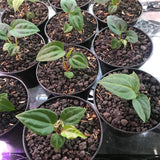10 Seed Anthurium Papillilaminum X Luxurians - Indonesia Plant