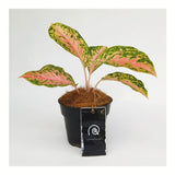 Aglaonema Grace Pink - Indonesia Plant