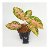 Aglaonema Grace Pink - Indonesia Plant