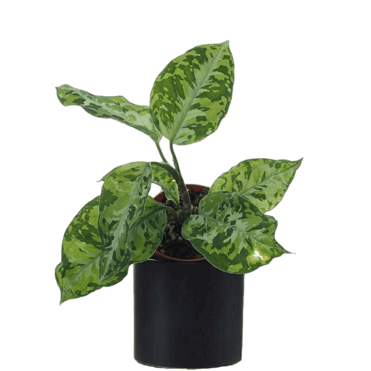 Aglaonema Pictum Tricolor - indonesiaplantusa
