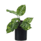 Aglaonema Pictum Tricolor - indonesiaplantusa