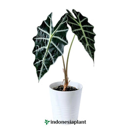 Alocasia Amazonica - Indonesia Plant