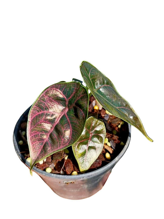 Alocasia azlanii - Indonesia Plant