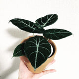 9" Alocasia Black Velvet - Indonesia Plant