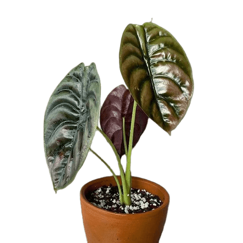 Alocasia Cuprea - indonesiaplantusa