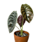 Alocasia Cuprea - indonesiaplantusa