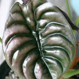 Alocasia Cuprea - Indonesia Plant